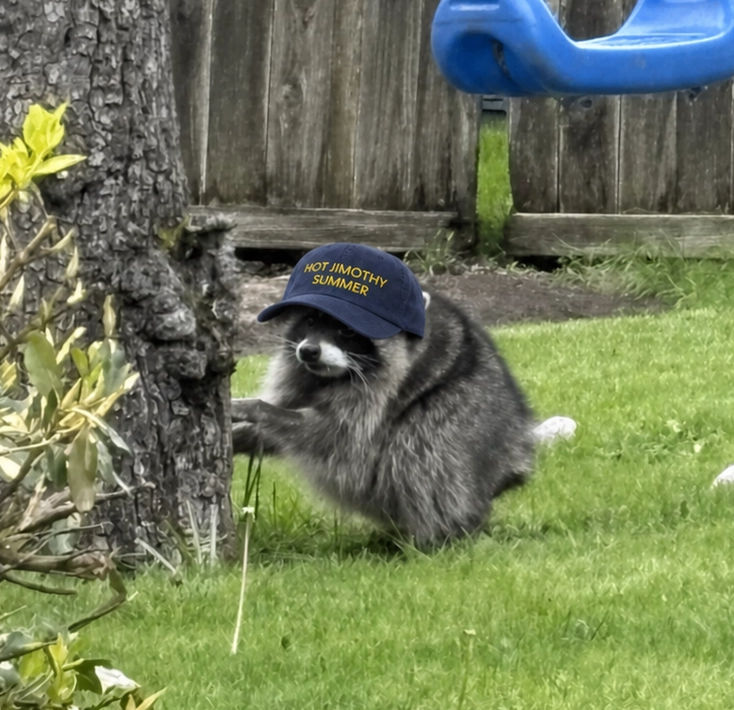 A raccoon - Jimothy - sitting on a green lawn in front of a wooden fence, wearing a navy blue baseball cap with yellow text that reads 'Pittsburgh Raccoon Baseball Team'.